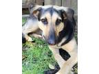 Adopt Daisy a German Shepherd Dog