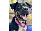 Adopt Mia a Rottweiler, Mixed Breed