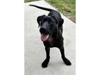 Adopt Ruby - Melinda a Pit Bull Terrier