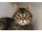 Adopt TUBB a Turkish Angora
