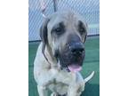 Adopt GARFIELD- IN FOSTER a Mastiff