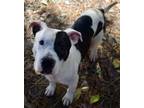 Adopt Ringo a Pit Bull Terrier