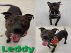 Adopt LEDDY a Pit Bull Terrier