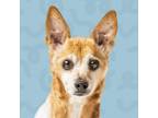 Adopt Maximus a Mixed Breed