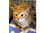 Adopt Buttons a Domestic Short Hair