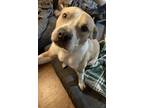Adopt Lucky SC a Pit Bull Terrier