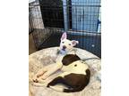 Adopt PEBBLE a American Staffordshire Terrier, Mixed Breed