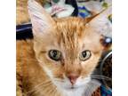 Adopt Arnold a Domestic Short Hair
