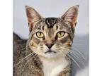 Adopt Fossa a Domestic Short Hair