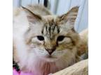 Adopt Tiny Tim a Domestic Long Hair