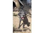 Adopt Blackie a Catahoula Leopard Dog, Mixed Breed