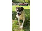Adopt Forrest a Australian Cattle Dog / Blue Heeler, Staffordshire Bull Terrier