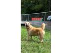 Adopt Norbit a Labrador Retriever