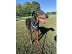 Adopt Jax a Doberman Pinscher