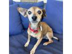 Adopt Rustler a Dachshund