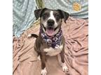 Adopt Jade a Catahoula Leopard Dog, Cattle Dog