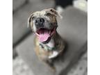 Adopt Nancy a Pit Bull Terrier