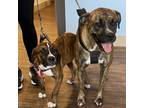 Adopt Lizzy a Boxer