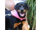 Adopt Roz 20477 a Rottweiler, Mixed Breed