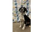 Adopt Fiona a Border Collie