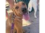 Adopt Felicity a Border Collie