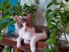 Adopt Arabella (in Foster) a Domestic Short Hair