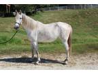Adopt REVLON a Missouri Foxtrotter