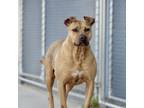 Adopt Cinnamon a Terrier, Pit Bull Terrier