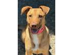 Adopt PATTY a German Shepherd Dog, Labrador Retriever