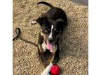 Adopt Bella Jane a Staffordshire Bull Terrier