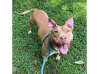 Adopt Lolly a Pit Bull Terrier, Mixed Breed