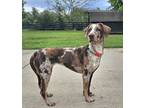Adopt MAZIE a Dachshund, Basset Hound