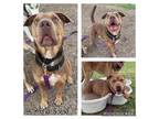 Adopt MURPH a Shar-Pei, Labrador Retriever