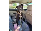 Adopt XENA a Pointer