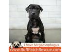 Adopt Honey a Shar-Pei
