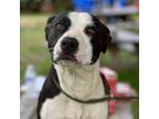 Adopt Emma a Mixed Breed