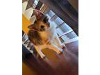 Adopt Dewdrop a Domestic Short Hair