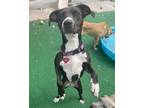 Adopt Ziggy a Whippet, Terrier