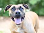 Adopt EEYORE a Black Mouth Cur