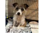 Adopt Brandy a Cairn Terrier