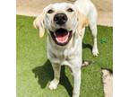Adopt Brulee a Labrador Retriever