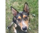 Adopt Vixie a Cattle Dog, Husky