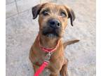 Adopt MAX a Terrier, Pointer