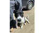 Adopt Raff a Border Collie