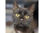 Adopt ChocoLot a Domestic Short Hair