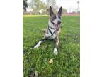 Adopt BAGEL a Collie, Mixed Breed
