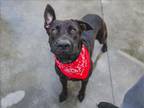 Adopt ARMSTRONG a German Shepherd Dog