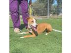 Adopt Frankie a Border Collie