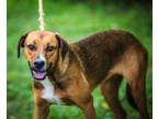Adopt Forrest a Border Collie