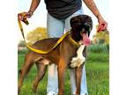 Adopt Rocky a Labrador Retriever, Bernese Mountain Dog